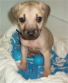 Close Up - Dinkus the Black Mouth Cur Puppy on a dog bed with a blue rubber chew toy in front of him