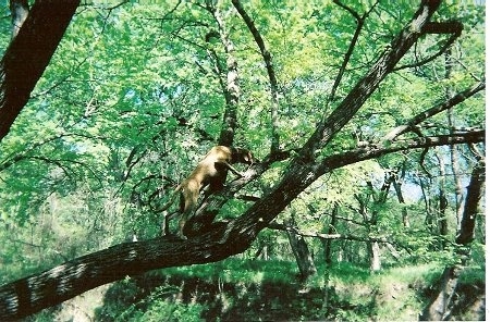 Seven Bone Keeton the Black Mouth Cur climbing a tree