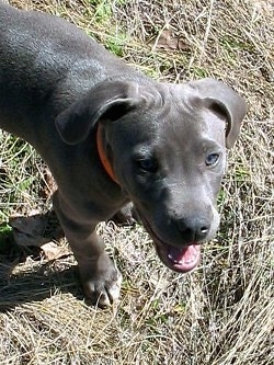 Close Up - Gunner the Blue Lacy Puppy with its mouth open