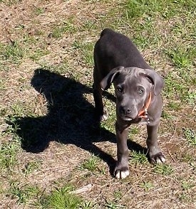 Gunner the Blue Lacy Puppy standing outside in grass looking at the camera holder