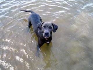 Gunner the Blue Lacy standing in water