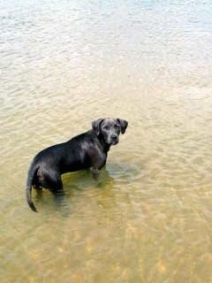 Gunner the Blue Lacy standing in water and looking at the camera holder