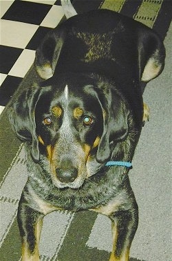 Close Up - Sadie Mae the Bluetick Coonhound laying on a rug with a black and white checkard floor behind him