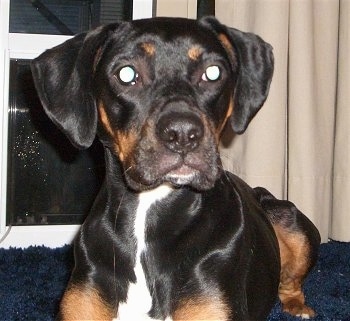 Close Up - Roxy the Bogle laying on a floor in front of a window