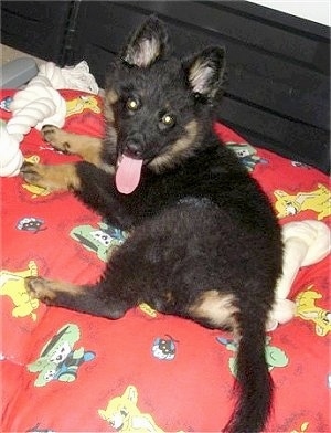 Nicka the Bohemian Shepherd Puppy laying on a blanket on a bed with rope toy and a dog bone behind it. Looking back at the camera holder with its mouth open and tongue out