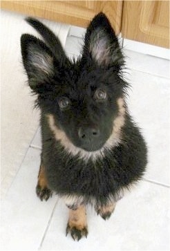 Nicka the Bohemian Shepherd puppy all wet and sitting in the kitchen