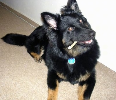 Nicka the Bohemian Shepherd puppy laying against the wall with a bone chewy in its mouth