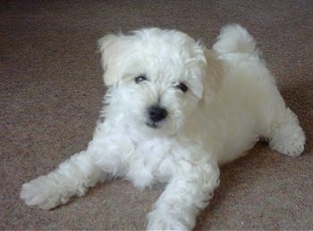 Milo the Bolognese as a puppy laying on the carpet