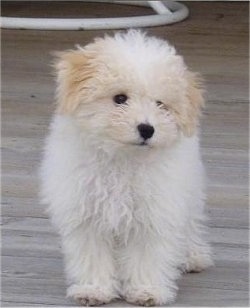 Louis the Bolognese puppy standing on a wooden porch