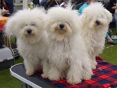 Three Bolognese dogs sitting outside on a grooming table with people behind them