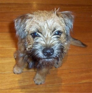 Close Up - Cady the Border Terrier puppy sitting on the hardwood floor and looking up at the camera holder