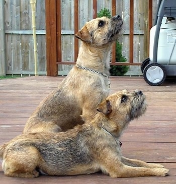 Working Border Terrier