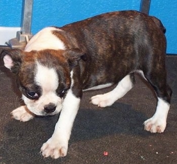 A brown brindle and white English Boston-Bulldog puppy is standing on a black surface and looking down at it with a blue wall behind him.