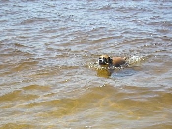 Ginger the Boxer swimming in water with a stick in her mouth