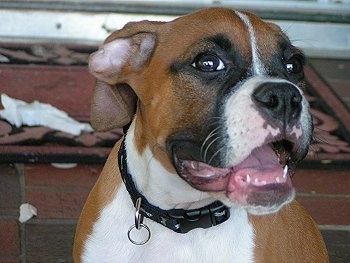 Close Up - Kooba the Boxer puppy sitting in front of a door mat with her mouth open and head pointing to the left