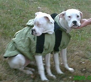 Boxer Vs Boxer