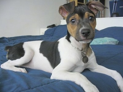 Close Up - Esmeralda the Brazilian Terrier puppy laying on a human's blue bed looking at the camera holder