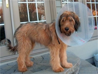 Alfie Marie Noble the Briard standing outside in front of a house at the top of stone steps wearing a dog cone