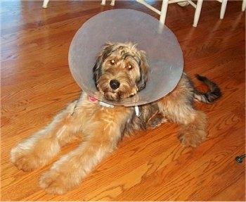 Alfie Marie Noble the Briard laying on the hardwood floor wearing a dog cone