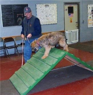 Alfie Marie Noble the Briard Puppy walking over an agility obstacle ramp