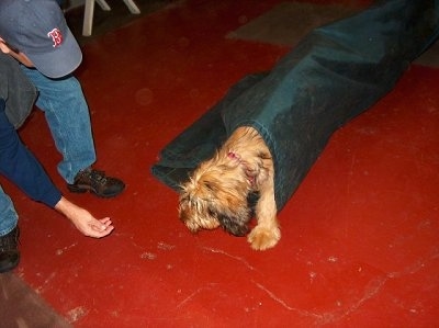 Alfie Marie Noble the Briard Puppy walking through a green agility tube with a person offering a treat in front of him