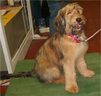 Alfie Marie Noble the Briard Puppy sitting on a pillow with its mouth open