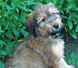 Alfie Marie Noble the Briard puppy sitting in front of a bush