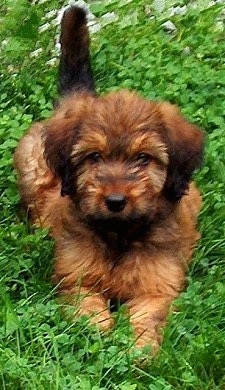 Alfie Marie Noble the Briard Puppy laying in a field of grass and looking at the camera holder