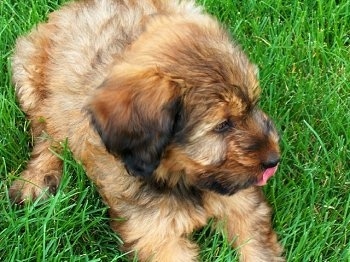 Close Up - Alfie Marie Noble the Briard Puppy laying in the grass with his tongue licking his nose