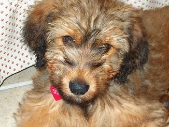Close Up - Alfie Marie Noble the Briard Puppy laying down looking at the camera holder