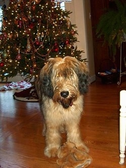 Alfie Marie Noble the Briard standing in front of a christmas tree with his plush toy in front of him