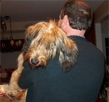 Alfie Marie Noble the Briard laying over the shoulder of a person