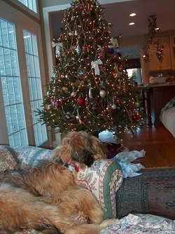 Alfie Marie Noble the Briard sleeping on a couch with a christmas tree in the background