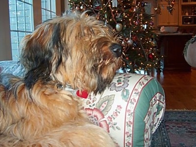 Alfie Marie Noble the Briard laying its head on the arm of a couch in front of a Christmas tree