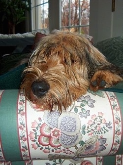 Close Up head shot - Alfie Marie Noble the Briard laying its head on the arm of a couch