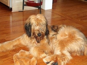 Alfie Marie Noble the Briard laying on the hardwood floor with its plush bear toy