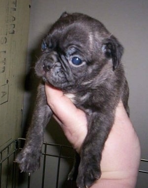 Buggs Puppy being held in the air by a persons hand