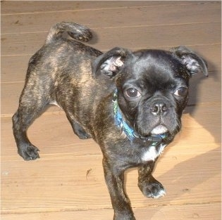 Close Up - Harley the brown brindle Bug dog is standing on a wooen porch