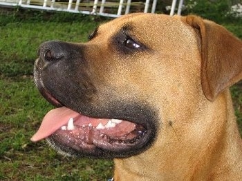 Close Up head shot - Vito the Bullmastiff puppy outside in grass with its mouth open and tongue out. Theres a white gate in the background