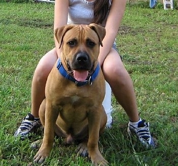 Close up front view - A large, wide chested, tan with black Bullmastiff is sitting in grass and behind it is a person sitting on an upside down 5 gallon white bucket. The dogs mouth is open and tongue is out.