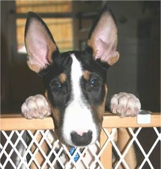 Close Up - Ziggy the Bull Terrier jumped up at a baby gate and peering over the top