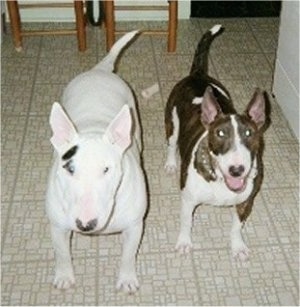 Murphy and Meggie the Bull Terriers standing in a kitchen in front of the camera holder with wooden stools behind them