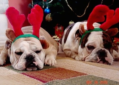 Christmaspuppies Wallpaper on Rocky And Daisy  Two English Bulldogs Celebrating Christmas