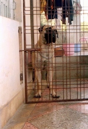 Leo the Bullmastiff standing behind a closed metal porch gate