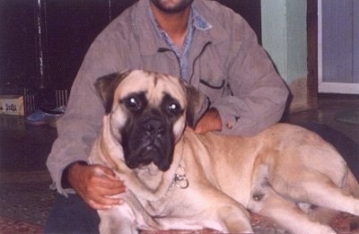 Leo the Bullmastiff laying in the lap of a person