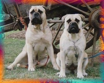 Aust Ch Powerbulmas Zues and Aust Ch Opalguard Blondie the Bullmastiffs sitting in front of a horse style wooden wagon