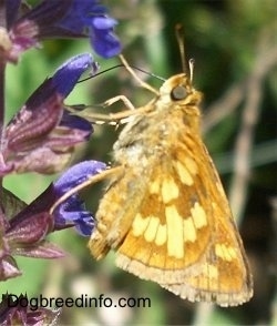 Skipper Butterfly sucking the pollen out of a flower