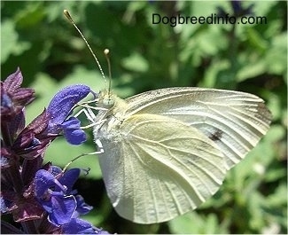 European Cabbage Butterfly on a purple flower