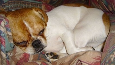 Close Up - Zoe the Cheeks is sleeping on blankets