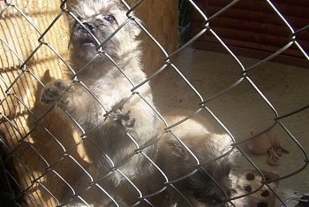 One Cairn Terrier is jumped up against a chain link fence and another Cairn Terrier is sitting behind it